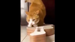 Funniest Cats and Dogs Videos ????????Animal videos 2024????