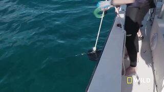 Scientista stumble upon a 12 - foot long male Tiger shark