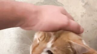 "This wonderful cat is from the streets, but very kind."