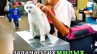 Классная работа для котов