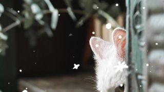 Watch my angry cat ????????????????????????