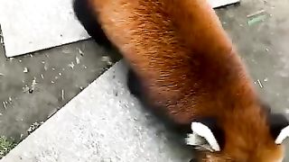 Please, let me hug you, okay? #fy #fyp #trending #cute #adorable #redpanda