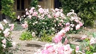 Que a vida cresça em você