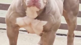 Qual dos cães ABAIXO você escolheria?
