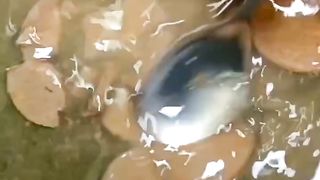 Pempek Terasi