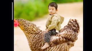 funny video