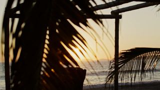Sunset on the beach between the leaves of a palm tree