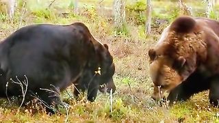 Bear fight #animal #animalwildlife #animalwild #wil