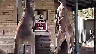 KANGAROO FIGHTING
