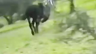 FUNNIEST ANIMALS