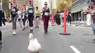 Wrinkle_the_Duck_Runs_NYC_Marathon_-_wins_medal