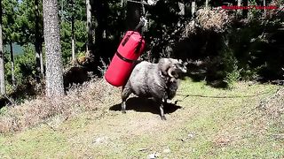 Angry_Ram_destroys_a_punching_bag...