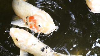 #koi MUSIC RELAX JAPAN
