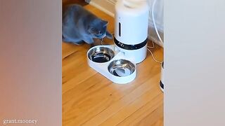 _When_you_live_with_a_Cat_has_200_IQ.