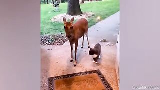 _When_your_cat_brings_home_a_friend