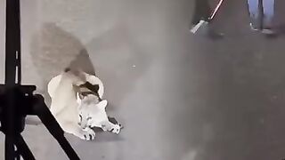 A Lady tried to remove mountain Lion from the road with ordinary broom