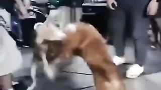 Dogs fight at a local music concert