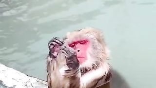 The monkeys