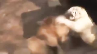 ماذا سيحدث عندما يتواجه أسد أفريقي مع نمر بنغالي