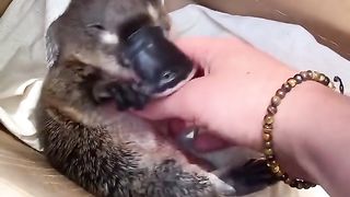 Cute and funny baby platypus