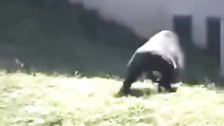 كما أن الذكر مزاجي جدا جدا لدرجة أن رمى زوجته أم عياله في الهواء