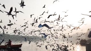 Bird paradise Relax music
