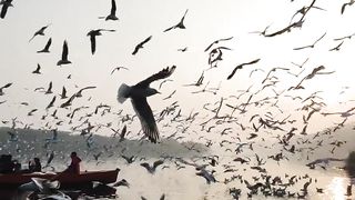 Bird paradise Music relax