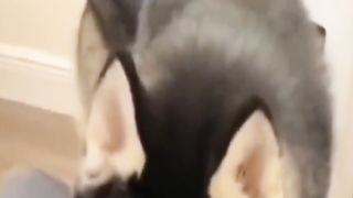 Смешное видео с котятами и кошками для поднятия настроения и улыбок