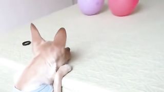 A smart dog is playing with balloons