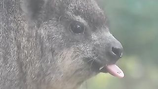 Can I pet that dog