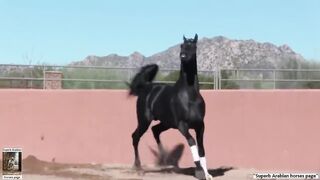 The superb black