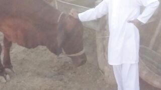 Baby is playing with cow || babyvlog|| vlogbaby|| @kaleem571.