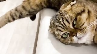 The Cat ????????