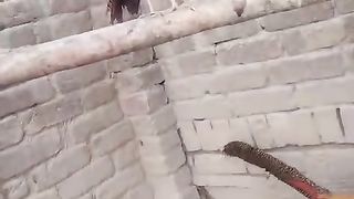 Very beautiful pheasant
