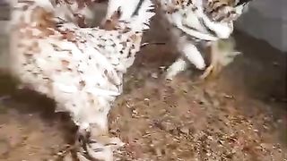 In ka kia kia ja ay