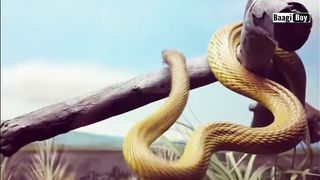 10 Most beautiful snakes in the world in hindi | Beautiful snake video