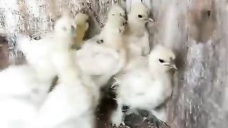 Silky chiCks