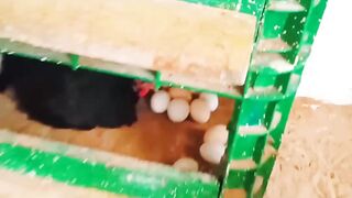 جمعت بيض الدجاج الحصيلة رائعة