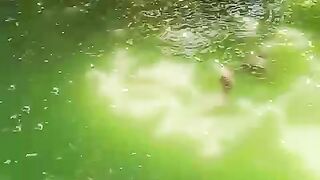 Kolam teduh oleh pohon atau atap rumah❗Ikan kurang gairah, kurang nafsu makan, warna air aneh