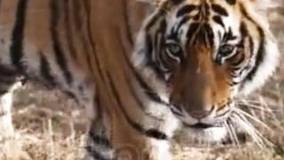 Tiger Bengal walking