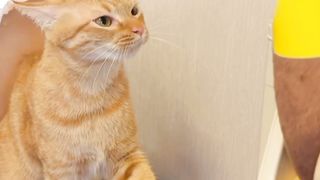 Cats look like