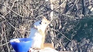 The squirrel fell into a trance because of the delicious nuts