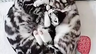 kitten intervening