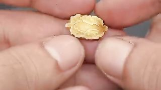 Growing Bitter Gourd Time Lapse - #HackLife