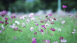 Natural Gardens Flowers