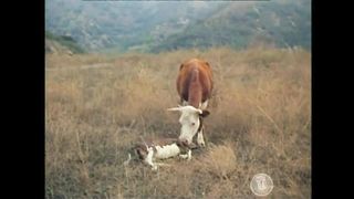 BONANZA -  O Preço do Sal (Legendado)