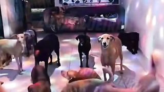 Vamos pular no Bloquinho do Negão da 300,vamos
