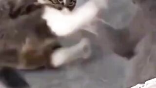 Cats are Ninjas ???? ❤️