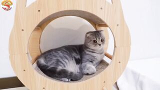 Cat funny videos