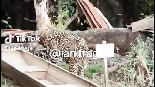 Onça pegando peixe no barco